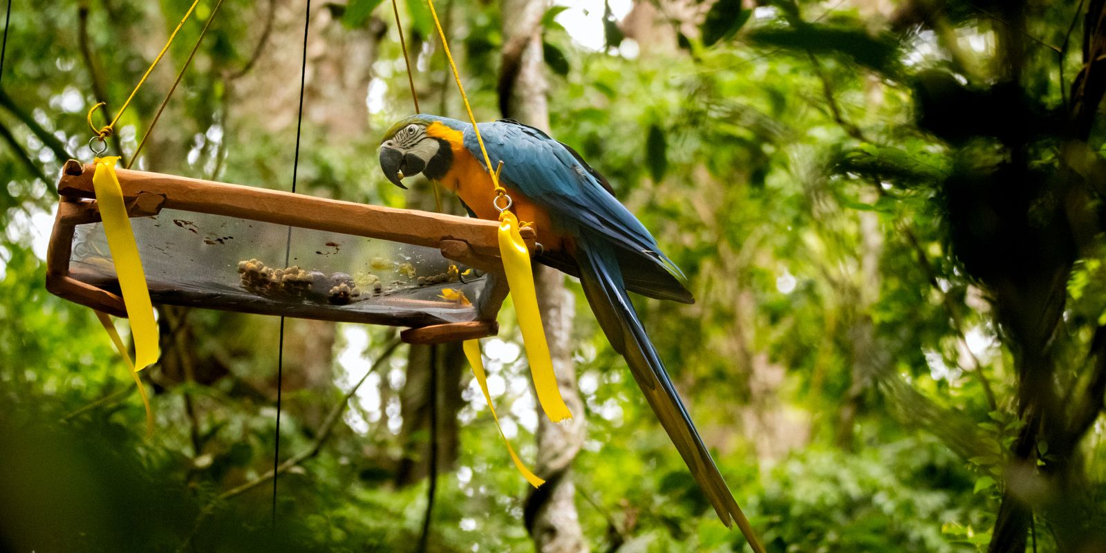 Primeira Soltura de Araras-Canindés no Parque Nacional da Tijuca