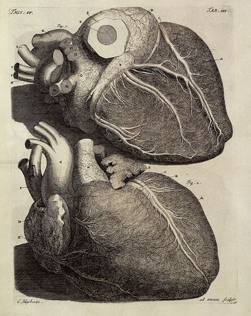 Ilustração anatómica do coração para a obra Thesaurus anatomicus primus de Frederik Ruysch, 1701