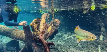 Rio da Prata Recanto Ecológica - Pantanal 