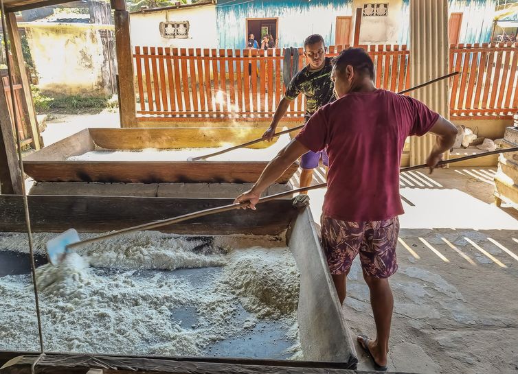Alimento ancestral dos Puyanawa, a mandioca é transformada em farinha; indígenas escoam produção de 500 toneladas por ano. Foto: Pedro Rafael Vilela/Repórter da Agência Brasil