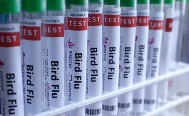 Tubos de testes de gripe aviária