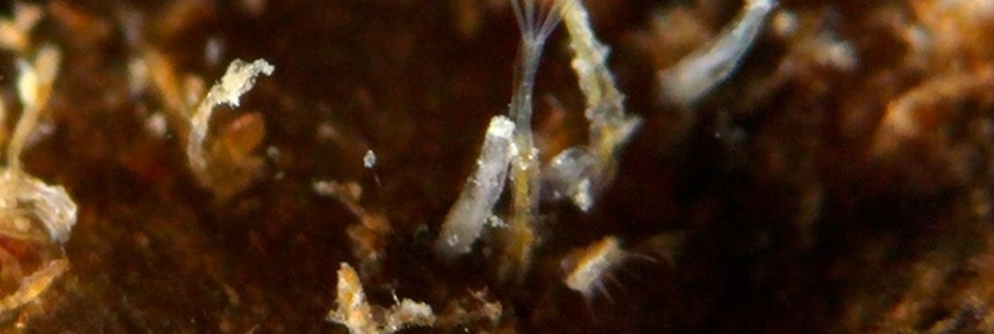 Pesquisadores identificam 12 espécies de organismos microscópicos que vivem incrustados em rochas e algas na baía do Araçá, entre Ilhabela e São Sebastião