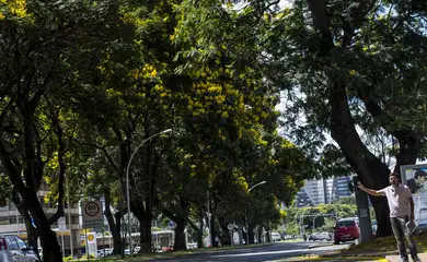 Árvores da espécie Caesalpinia peltophoroides, conhecida popularmente como Sibipiruna, enfeitam a cidade de Brasília (Marcelo Camargo/Agência Brasil)