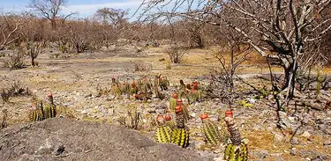 Dia nacional da Caatinga