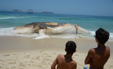 Rio de Janeiro - Baleia morta encalha na Praia do Arpoador, em Ipanema, na zona sul do Rio (Tomaz Silva/Agência Brasil)