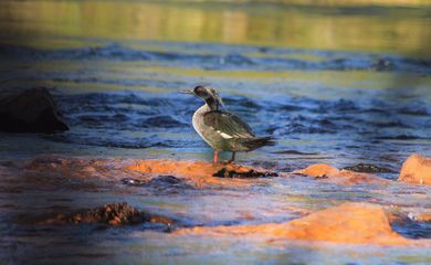 Espécie rara, pato-mergulhão se reproduz pela primeira vez em cativeiro, em Itatiba (SP)