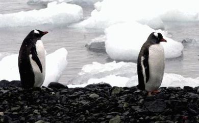 pinguim antártica