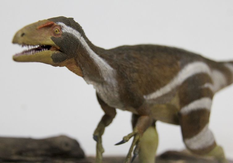 Pesquisadores apresentam fóssil de dinossauro encontrado no Ceará