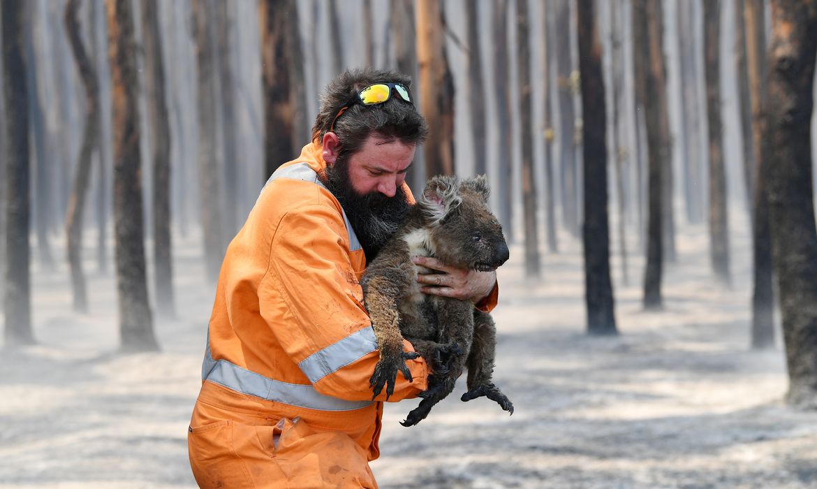 Resgate de um coala na ilha Kangaroo na Austrália