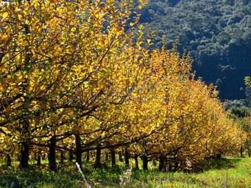 Macieiras em Urubici, na serra de Santa Catarina