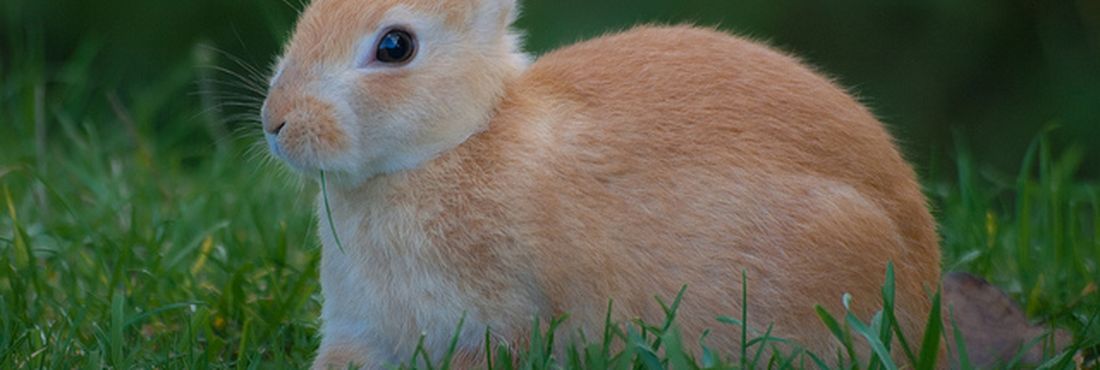 O coelho é um mamífero e não bota ovo