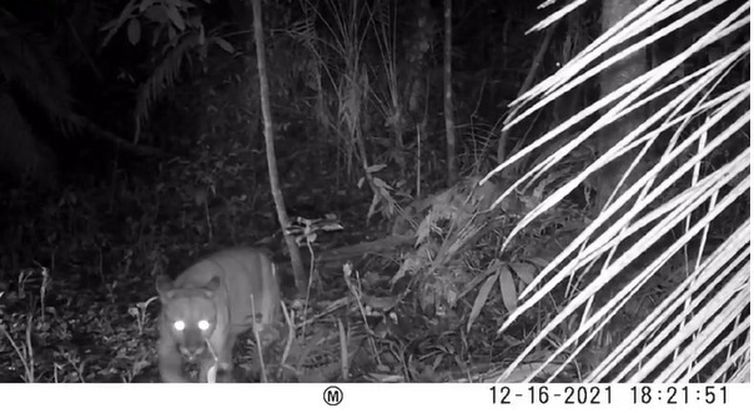 Onça-parda é vista em área onde era considerada extinta no Rio