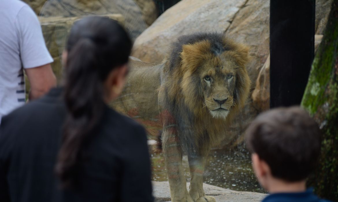 Rio de Janeiro - Crianças observam o leão durante visita ao RioZoo, um dos mais tradicionais zoológicos do Brasil, reaberto hoje (16) ao público (Tomaz Silva/Agência Brasil)