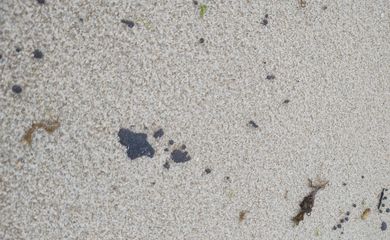 Manchas de óleo encontradas no litoral cearense