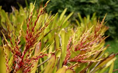 Sítio Burle Marx se prepara para candidatura a Patrimônio Mundial