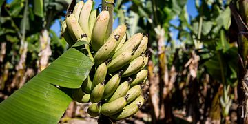 Pesquisadores da Embrapa desenvolvem armadilha que protege plantação de banana