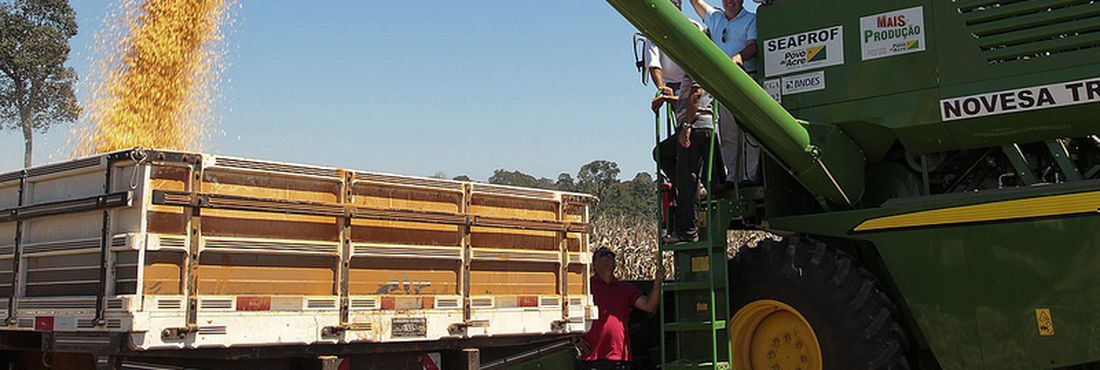 Safra de milho Produtores rurais do Acre