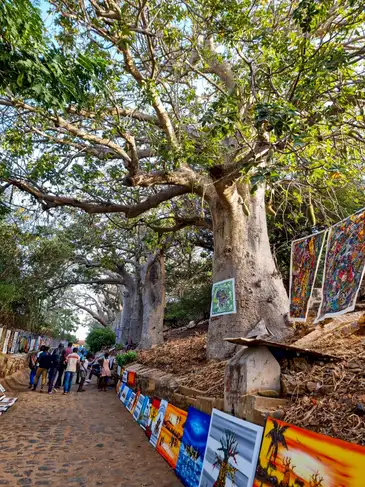Dacar (Senegal) 30/11/2023 – Árvore mística e sagrada para os povos africanos, o baobá é parte constante da paisagem na ilha de Gorée -Foto: Pedro Rafael Vilela/Agência Brasil