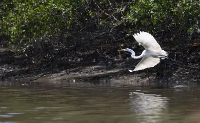 Guapimirim (RJ), 16/10/2024 - Uma garça-branca-grande (Ardea alba) no manguezal do Rio Macacu, que desagua na Baía de Guanabara, na Estação Ecológica da Guanabara, na Área de Proteção Ambiental (APA) de Guapi-Mirim.  Foto: Fernando Frazão/Agência Brasil