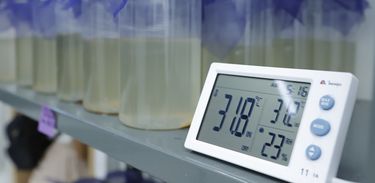 Biofábrica de mosquitos que combatem transmissão da dengue