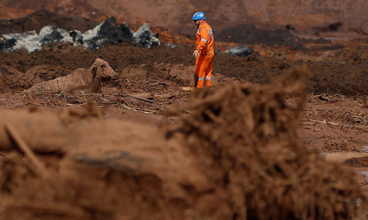 Um boi é visto na lama depois do rompimento de barragem de rejeitos de minério de ferro de propriedade da mineradora Vale, em Brumadinho (MG).