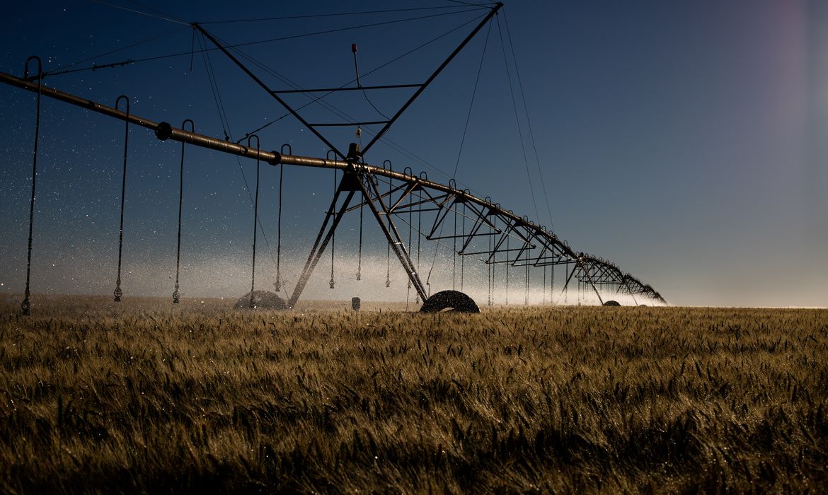 Irrigação em pivô, Plantação de trigo