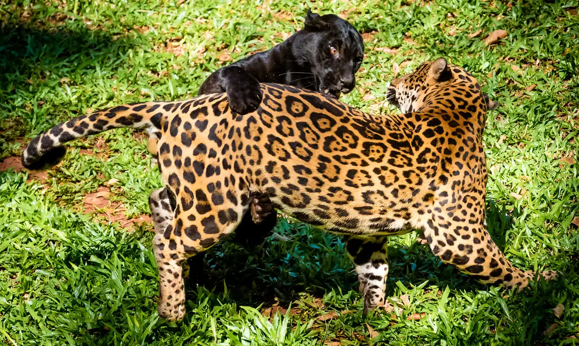 Nena (preta) e Valente (pintado) no Refúgio Bela Vista, onde se reproduziram 