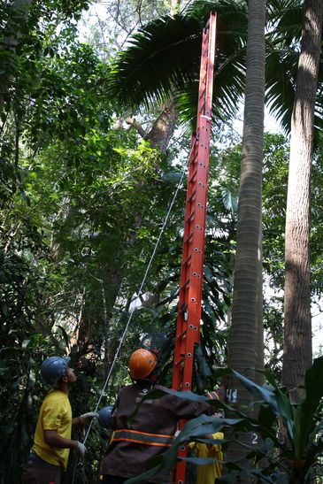  Retirada das palmeiras australianas, espécie não nativa da mata atlântica, do Parque Trianon. 