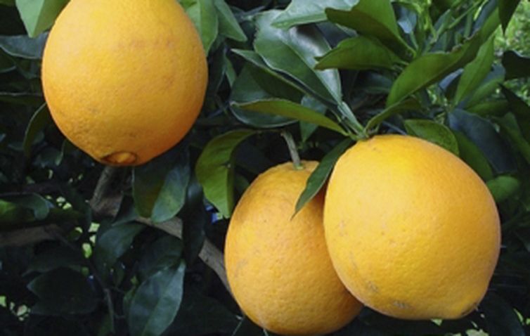 Pé de Laranja 