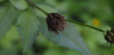 Biomassa vegetal, ainda é pouco aproveitada, pode ser utilizada no combate à ervas daninhas