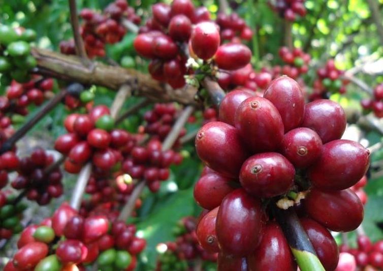 Governo ES - 'Conquista ES8152': nova cultivar de café conilon é