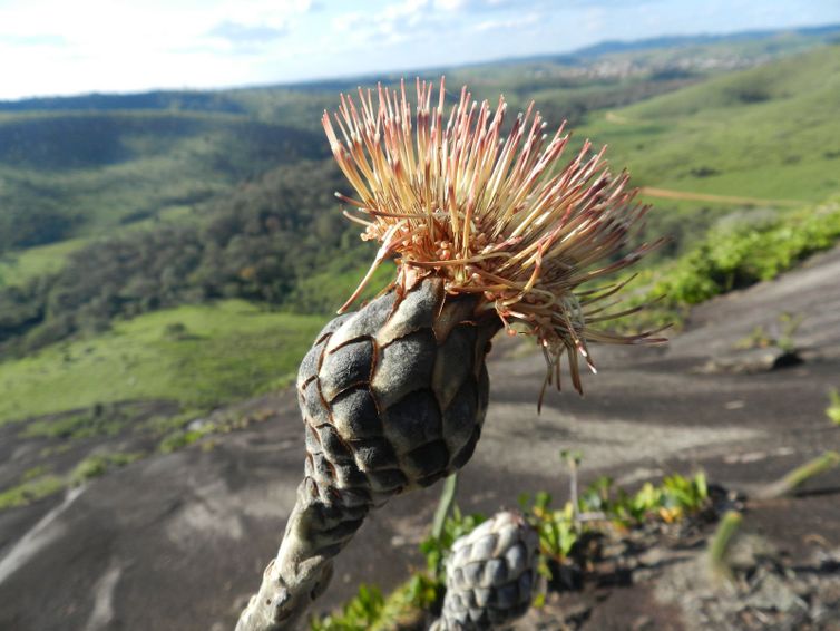 Dayvid R. Couto/Divulgação Brasília (DF), 16/05/2025 - Flor de Wunderlichia azulensis, árvore rupícola ameaçada e endêmica de inselberg da Mata Atlântica. Foto: Dayvid R. Couto/Divulgação