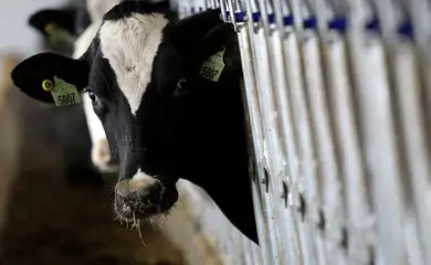 Vacas leiteiras em Ashland, Ohio
 12/12/2014    REUTERS/Aaron Josefczyk