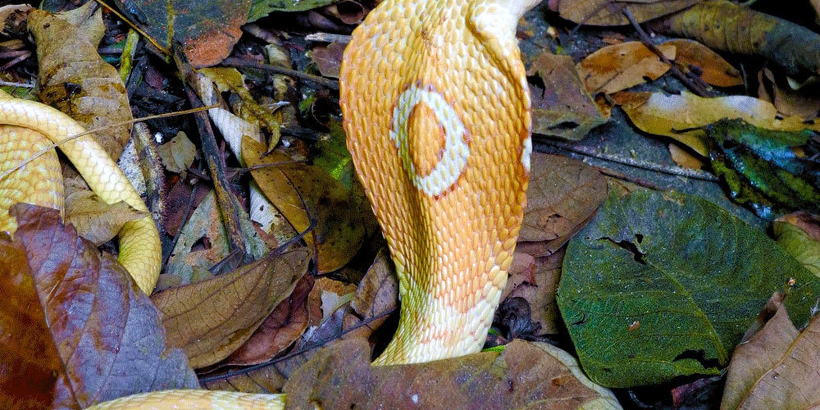 Estudante picado por cobra naja no Distrito Federal deve sair da UTI