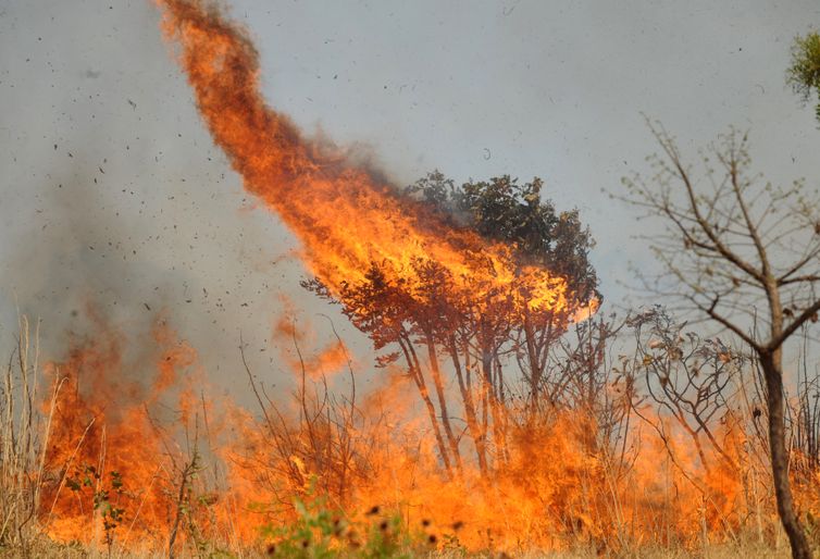 Pantanal em chamas