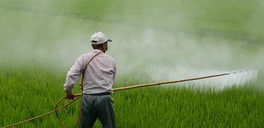 Aplicação de agrotóxicos em plantação de arroz