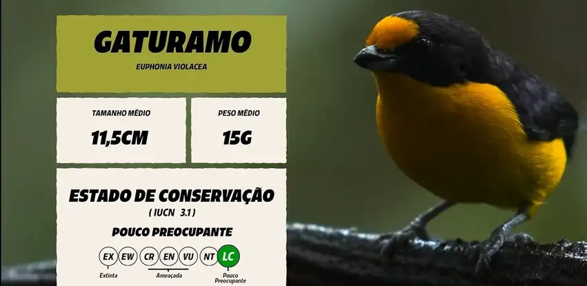 Série "Que pio é esse?"