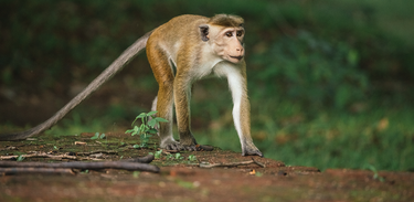 Ilha dos Macacos revela os desafios dos animais em uma antiga cidade em ruínas, no Sri Lanka 