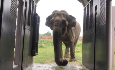 Elefanta Ramba durante transporte para refúgio no Brasil