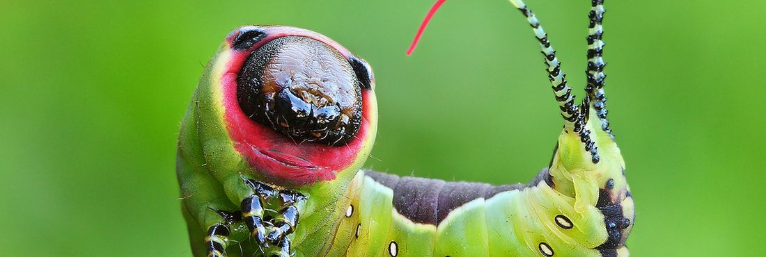 Conheça a história da lagarta e da pulguinha