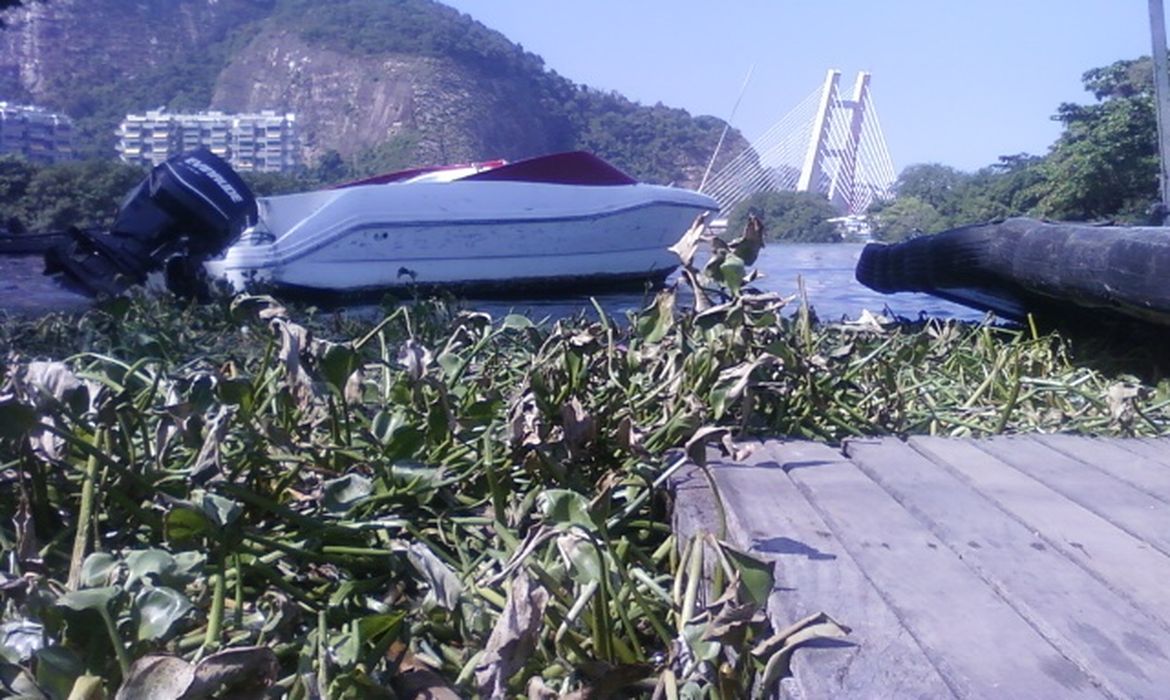 Toneladas de gigogas apareceram neste final de semana na praia da Barra da Tijuca e na Praia de Ipanema