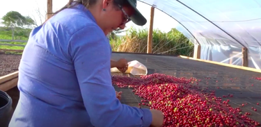 Mulheres na produção de café