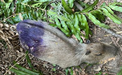 Brasília (DF), 01/10/2024 - Capivara achada morta. Foto: Antônia Maria de Azevedo/Divulgação