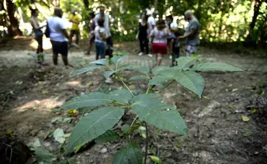 Floresta do Parque Nacional da Tijuca ganha mais 260 mudas de espécies nativas da Mata Atlântica. A ação foi promovida pelos voluntários do Instituto Conhecer para Conservar, do Grupo Cataratas, e de Paineiras Corcovado, no Parque Lage. 