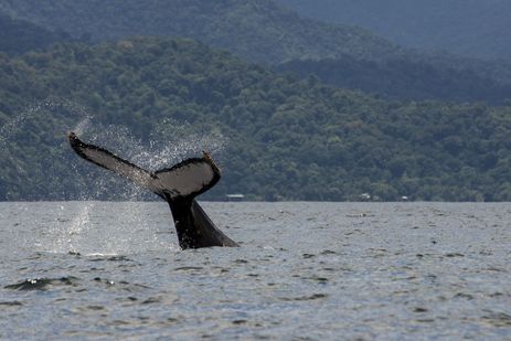 Série documental revela o desafio das baleias-jubarte