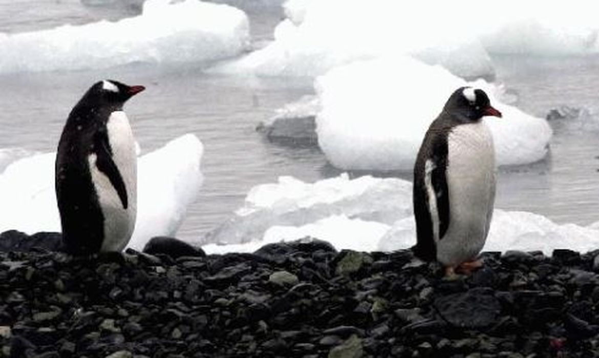 pinguim antártica