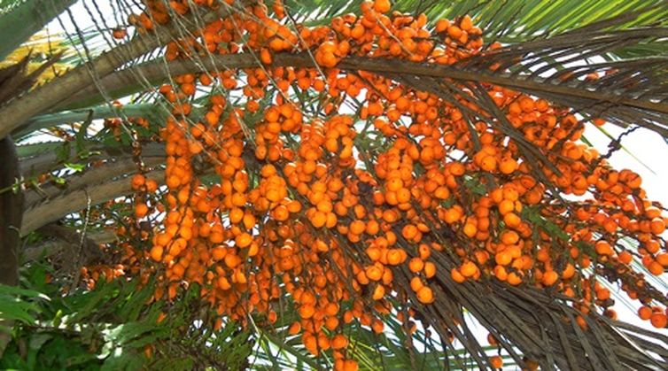 Coloração de Frutas em COQUINHOS