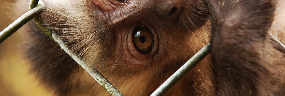 animal silvestre tráfico de animais macaco gaiola jaula