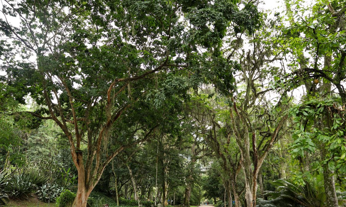 Rio de Janeiro (RJ), 05/06/2024 – Dia Mundial do Meio Ambiente no Jardim Botânico do Rio de Janeiro. Foto: Tomaz Silva/Agência Brasil