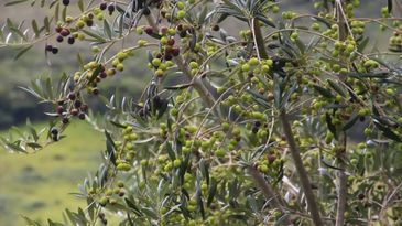 Agro Nacional - oliveira